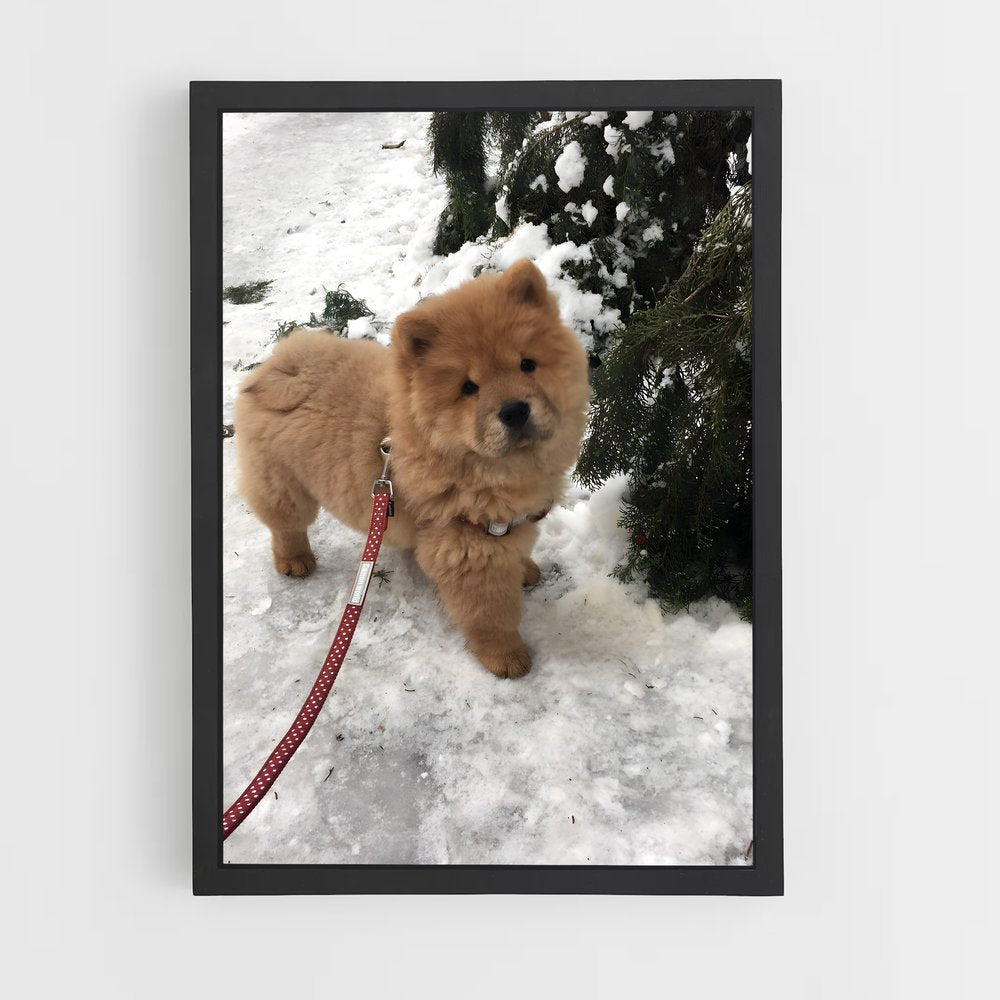 ap-chow chow-1 cadre Noir