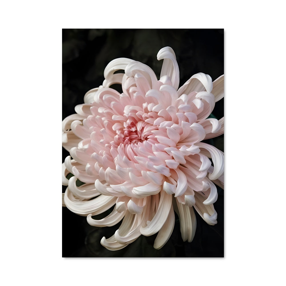 Poster Éclat de Pivoine