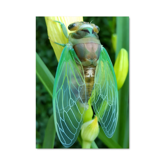 Poster Dans le Jardin des Cigales