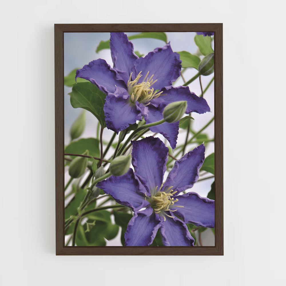 ap-clematis-1 cadre Bois foncé