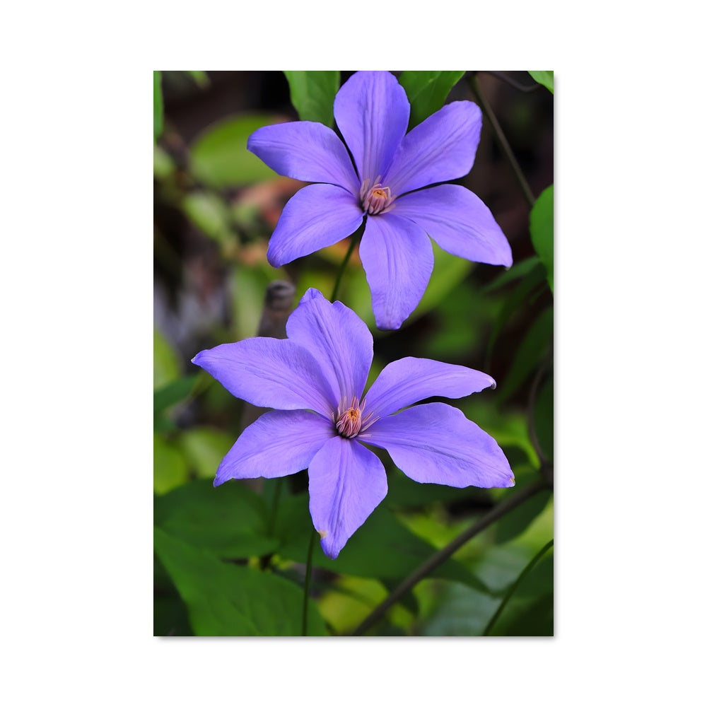 Poster Fleur de Clématite
