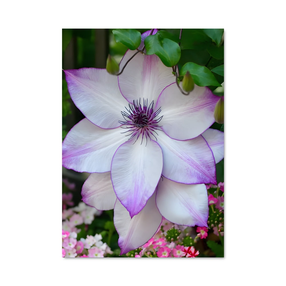 Poster Clematis 96523