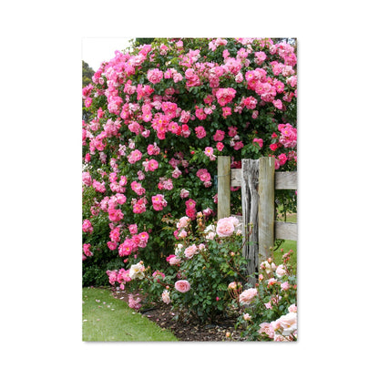 Poster Roses et Palissade