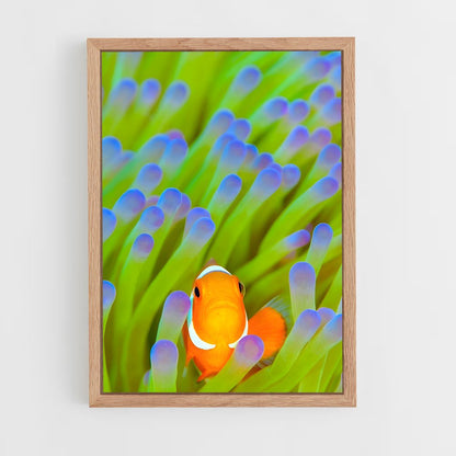 ap-clownfish-4 cadre Bois clair
