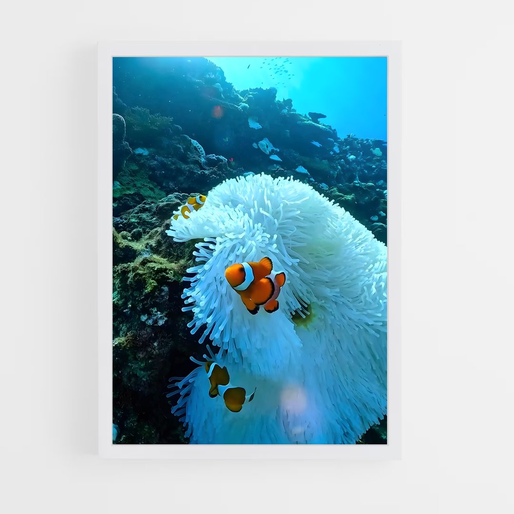 ap-clownfish-6 cadre Blanc