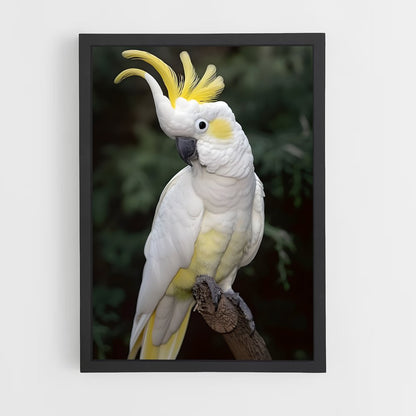 ap-cockatoo-1 cadre Noir
