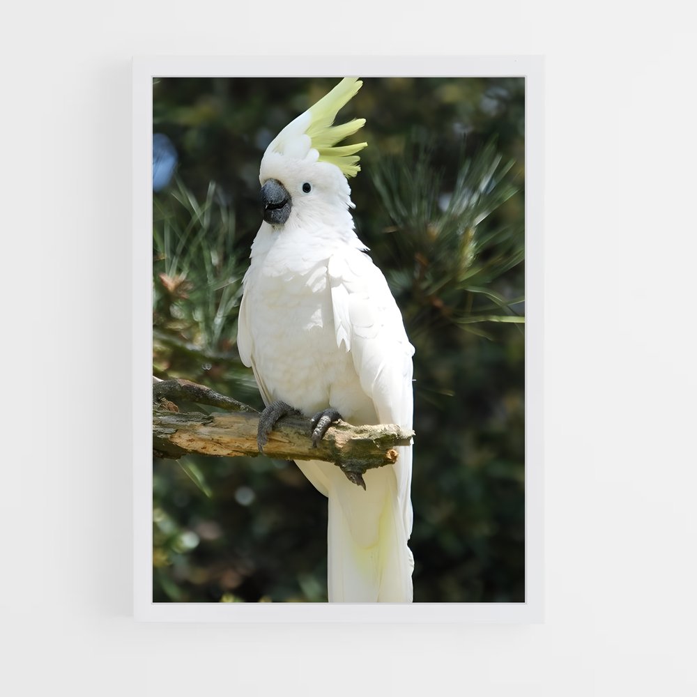 ap-cockatoo-2 cadre Blanc