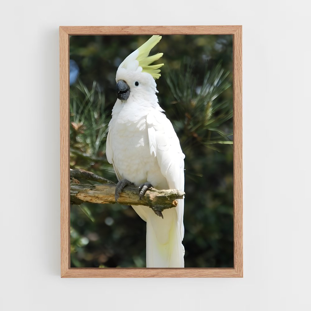 ap-cockatoo-2 cadre Bois clair