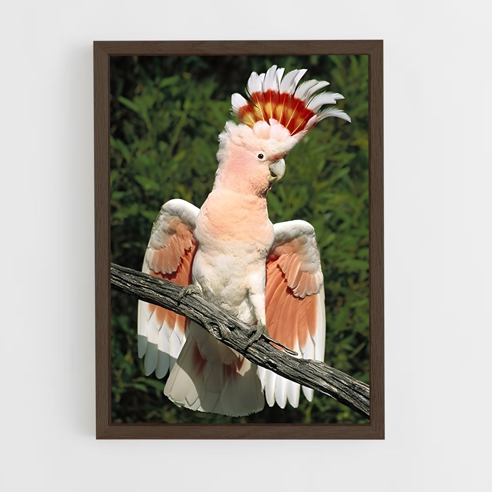 ap-cockatoo-3 cadre Bois foncé
