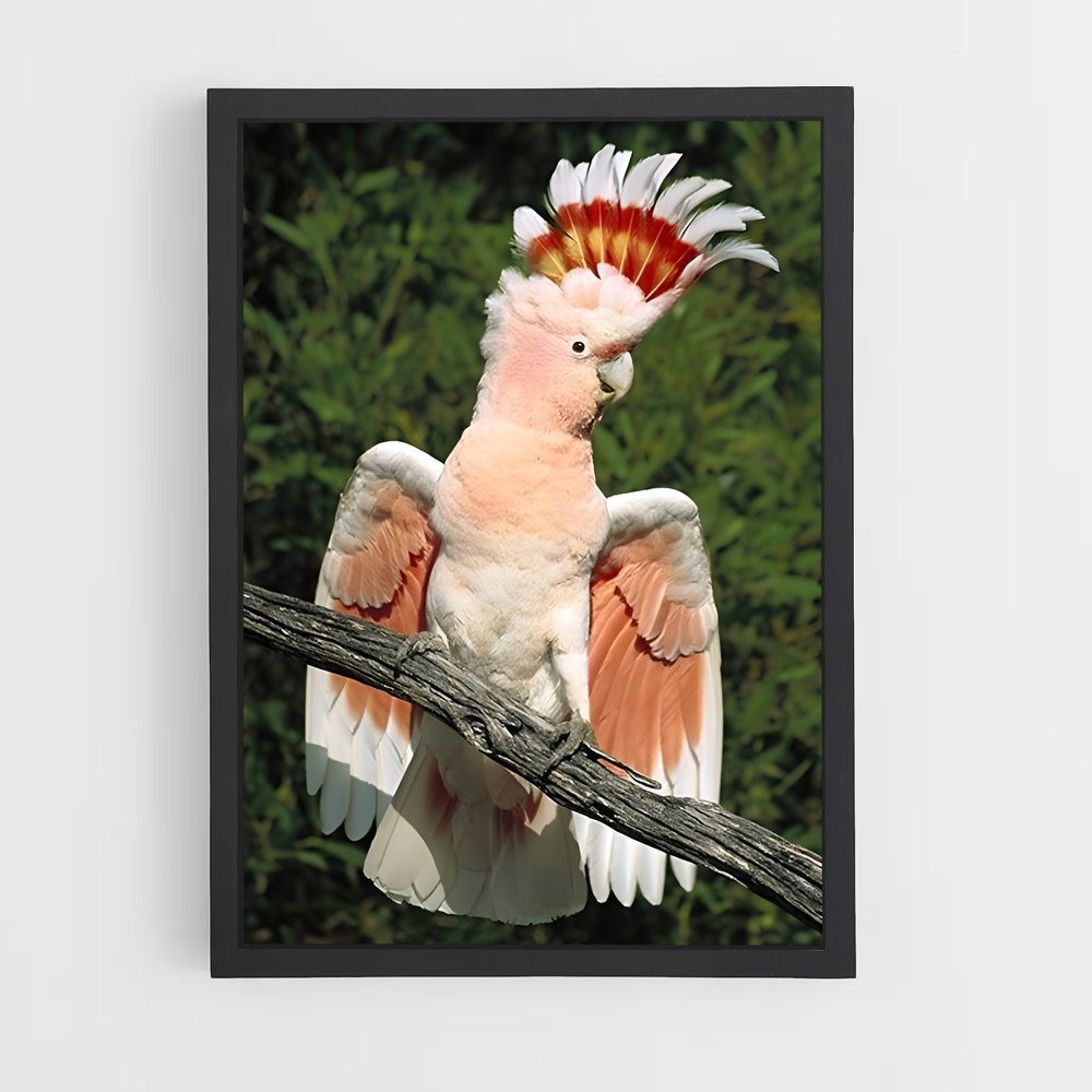 ap-cockatoo-3 cadre Noir