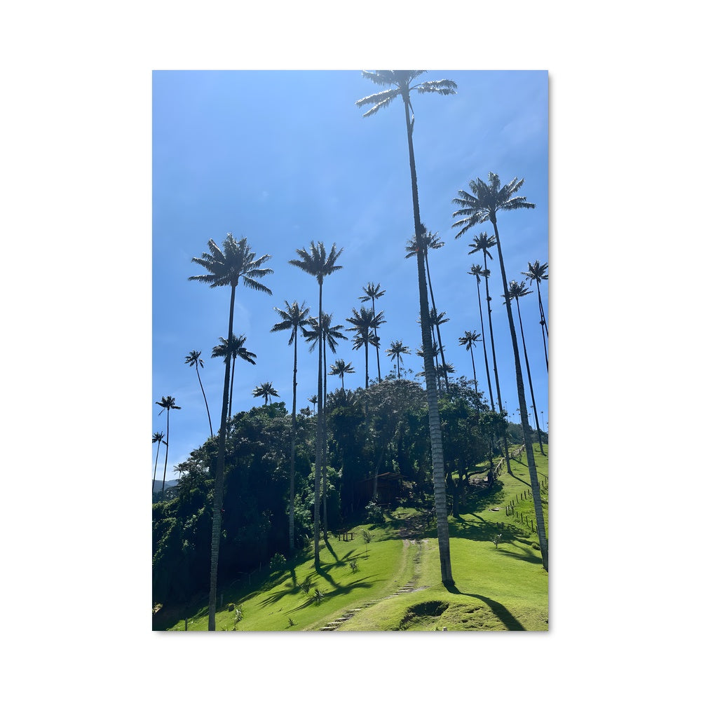 Poster Oasis des Palmiers