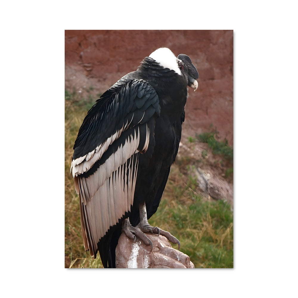 Poster Le Condor Majestueux