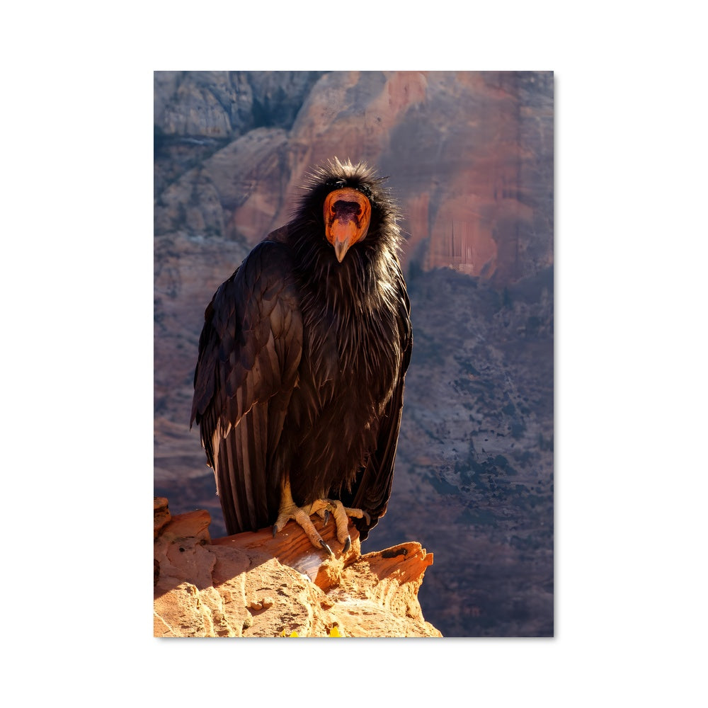 Poster L'Observateur du Canyon