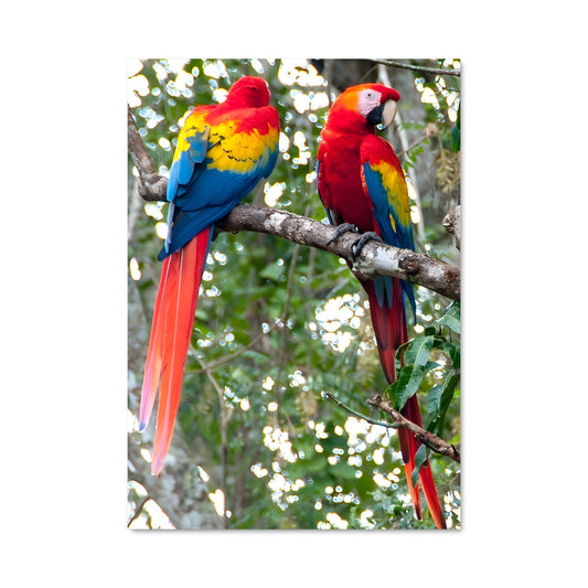 Poster Couleurs Tropicales
