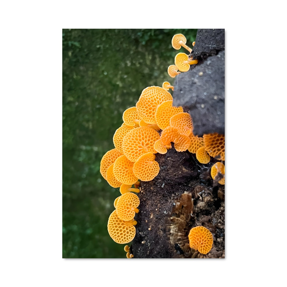 Poster Champignons Coralliens