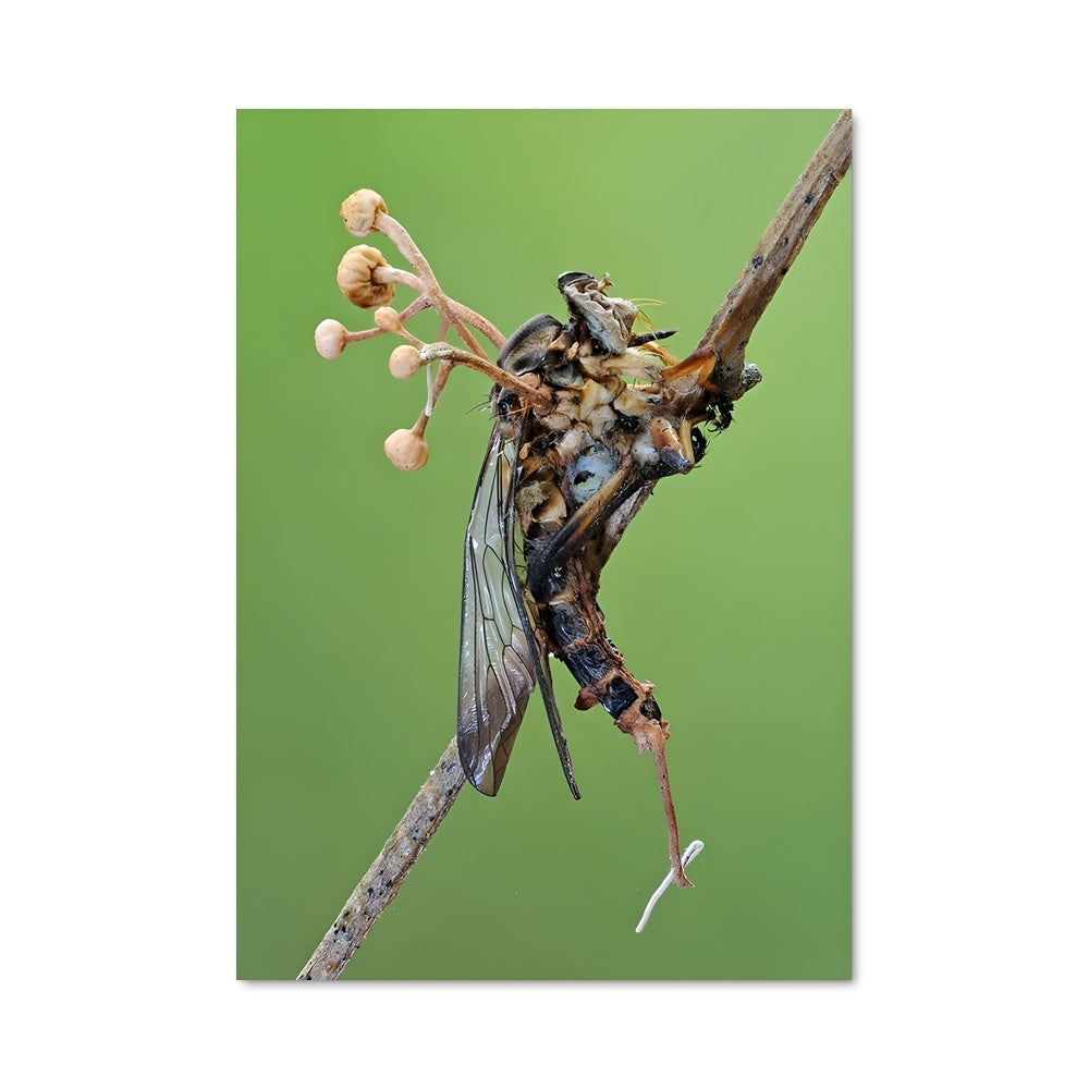 Poster Insecte Éternel