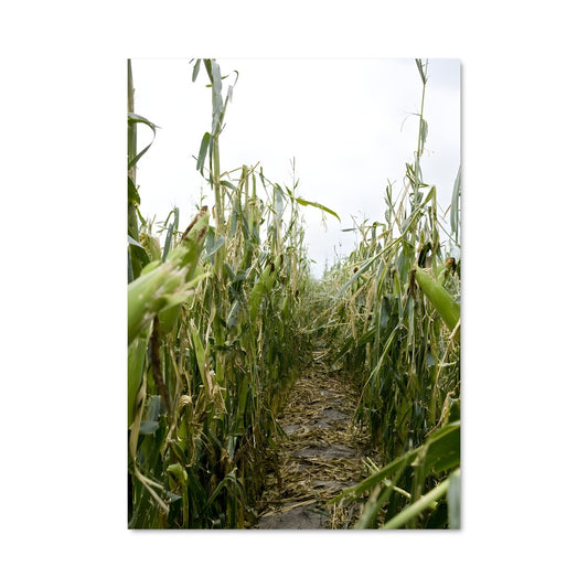 Poster Sentier de Maïs