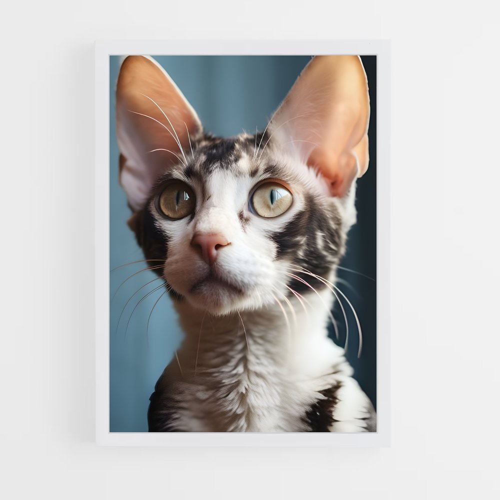 ap-cornish rex-3 cadre Blanc
