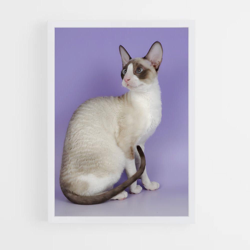 ap-cornish rex-4 cadre Blanc