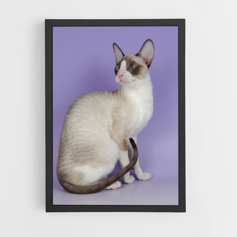 ap-cornish rex-4 cadre Noir