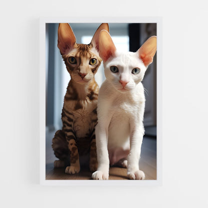 ap-cornish rex-5 cadre Blanc