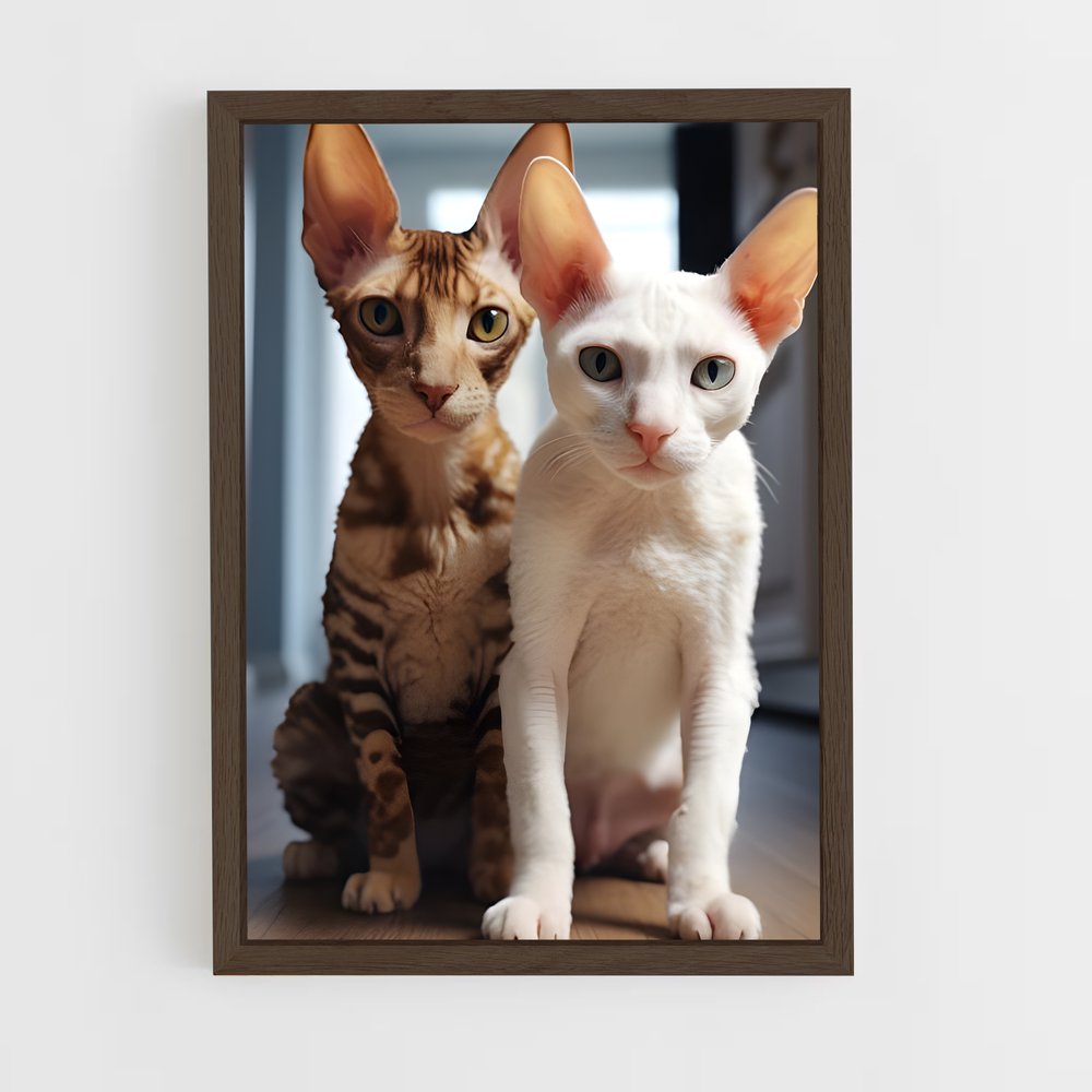 ap-cornish rex-5 cadre Bois foncé