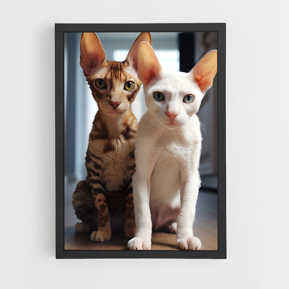 ap-cornish rex-5 cadre Noir