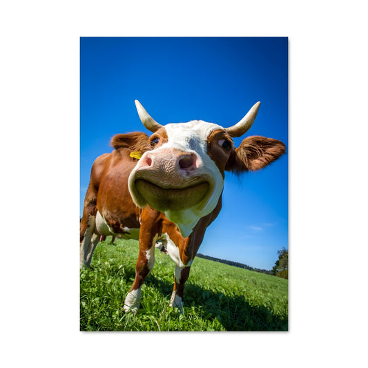 Poster Vache Étoilée