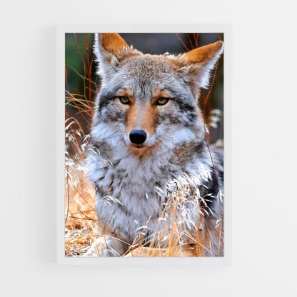 ap-coyote-9 cadre Blanc