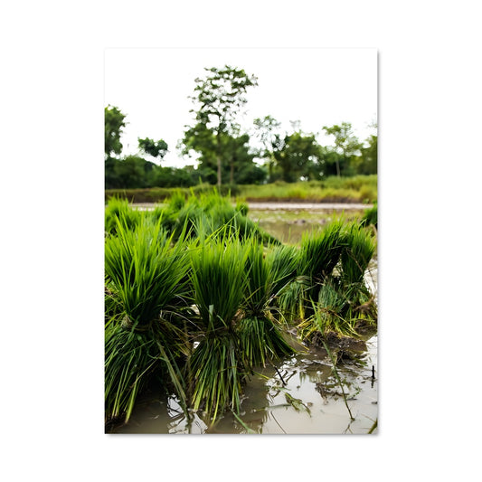 Poster Rizières Émeraude