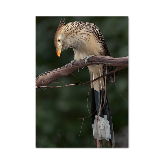 Poster Oiseau Cuckoo