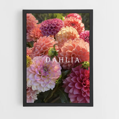 ap-dahlia-1 cadre Noir