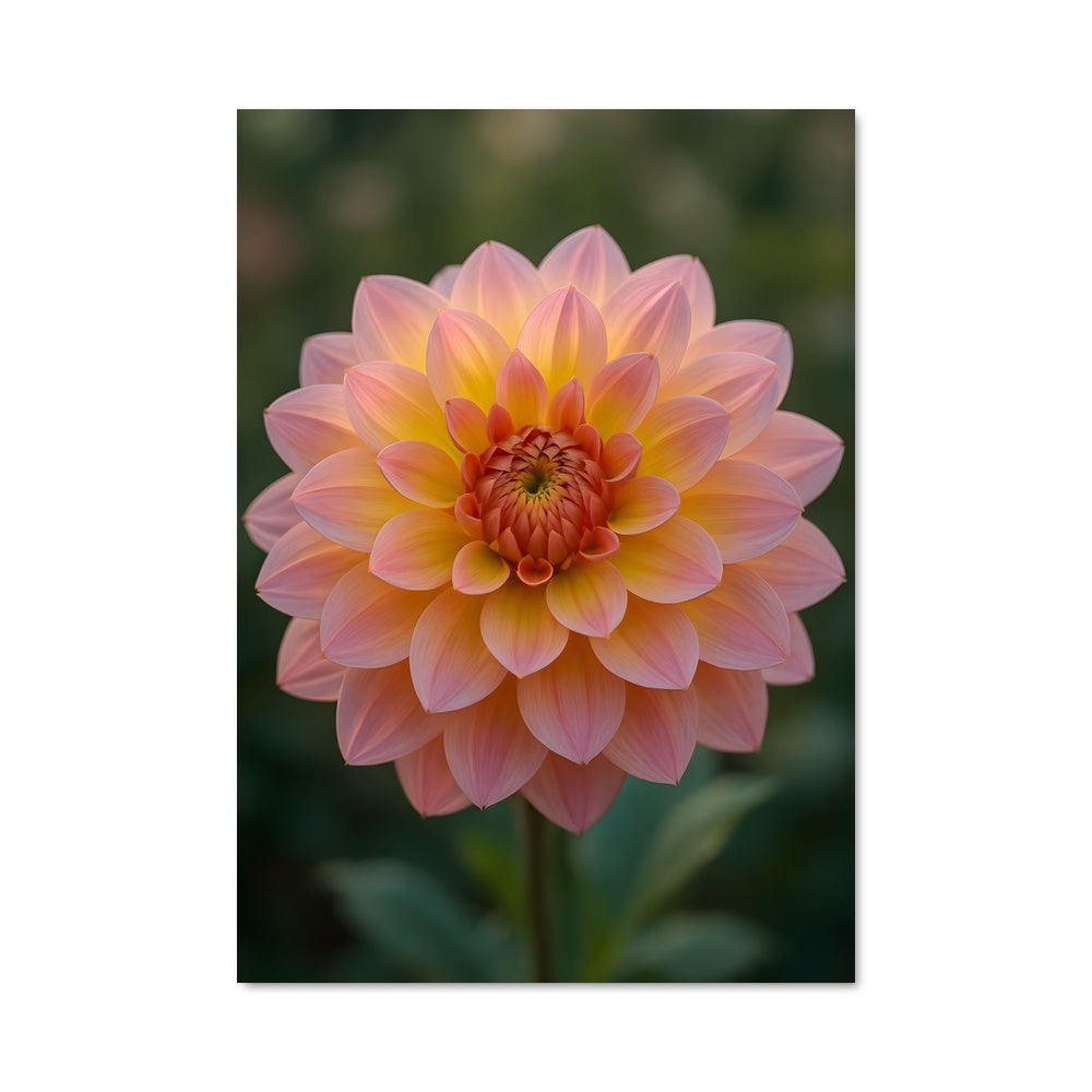 Poster Dahlia Enchantée