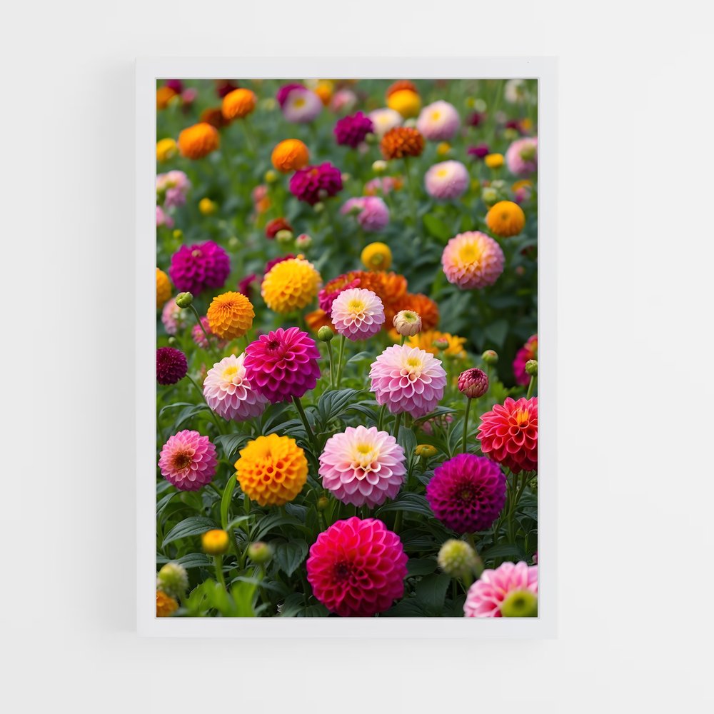 ap-dahlia-6 cadre Blanc