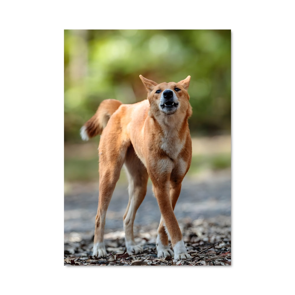 Poster Dingo 83441