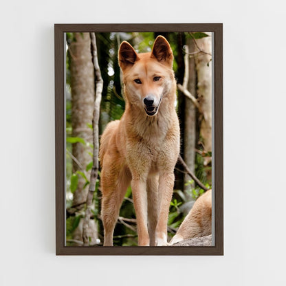 ap-dingo-4 cadre Bois foncé
