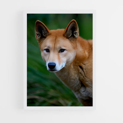 ap-dingo-5 cadre Blanc