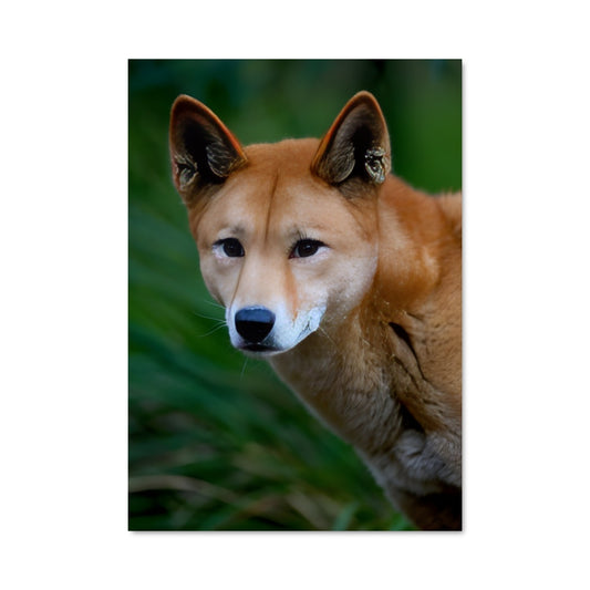 Poster Dingo 83451