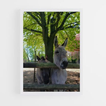 ap-donkey-12 cadre Blanc