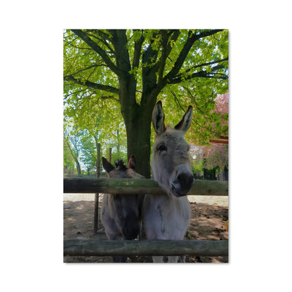 Poster L'Âne et l'Arbre