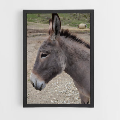 ap-donkey-9 cadre Noir