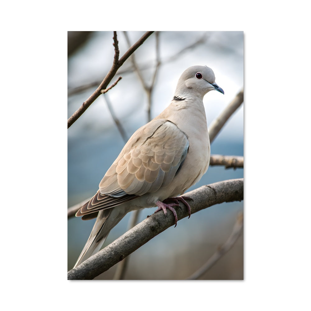 Poster Douce Melodie