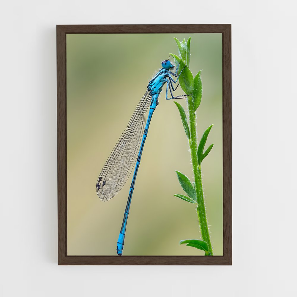 ap-dragonfly-7 cadre Bois foncé