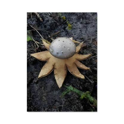 Poster Champignon Étoilé