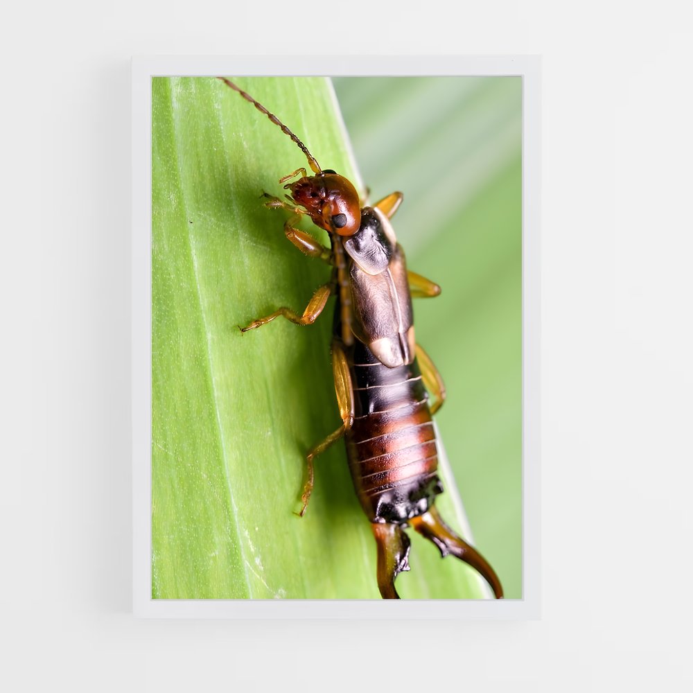 ap-earwig-1 cadre Blanc