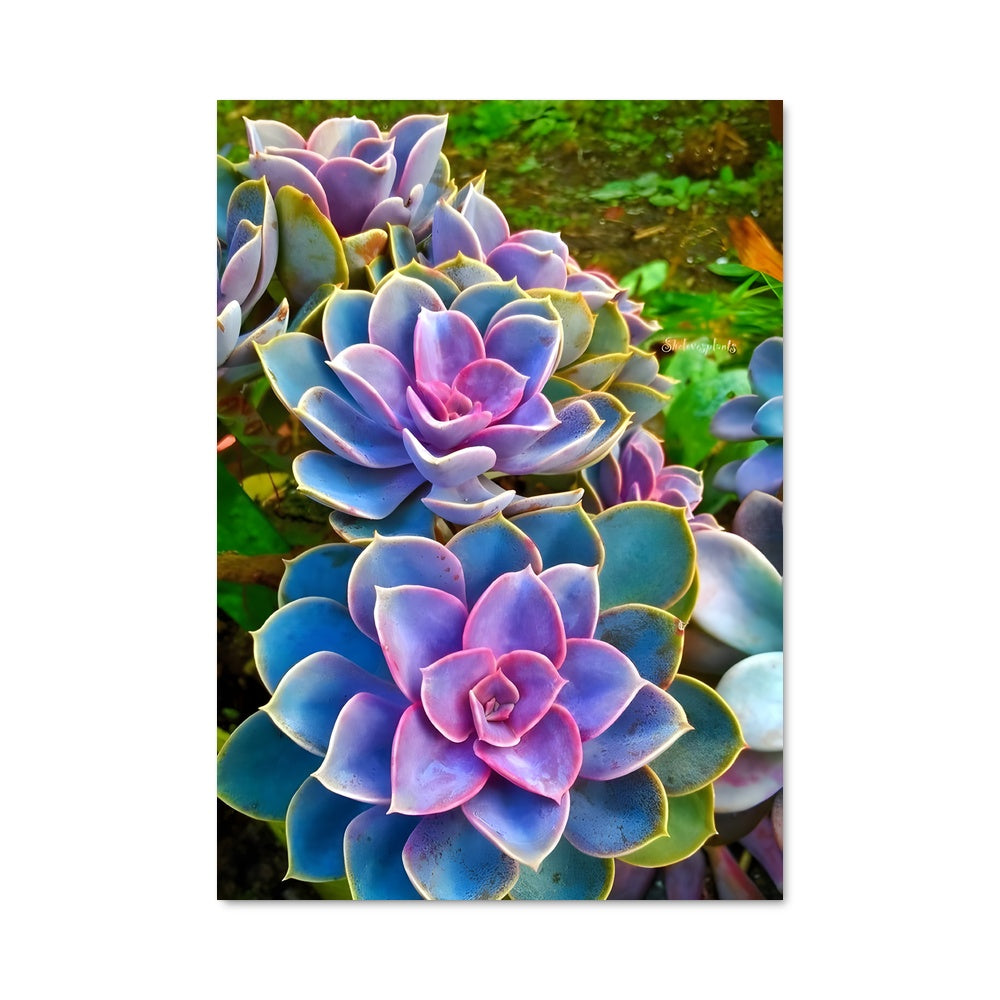 Poster Echeveria Enchantée