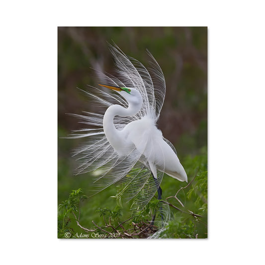 Poster Aigrette Majestueuse