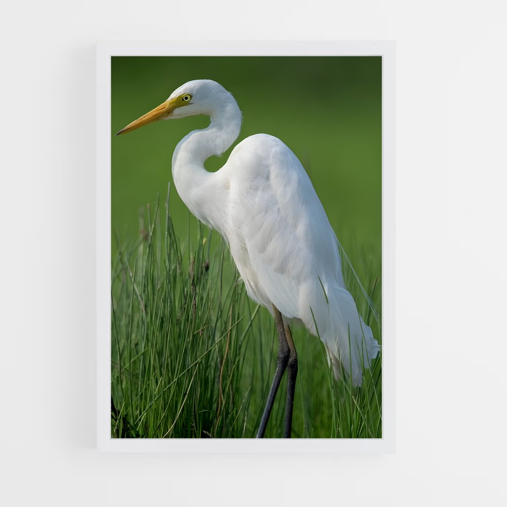 ap-egret-3 cadre Blanc