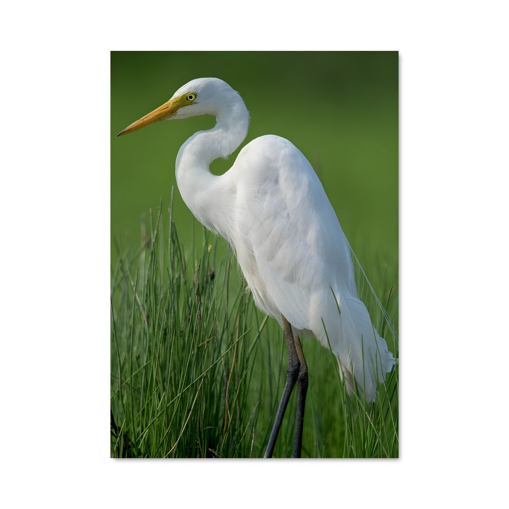 Poster L'Aigrette Radieuse