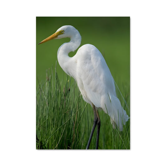 Poster L'Aigrette Radieuse